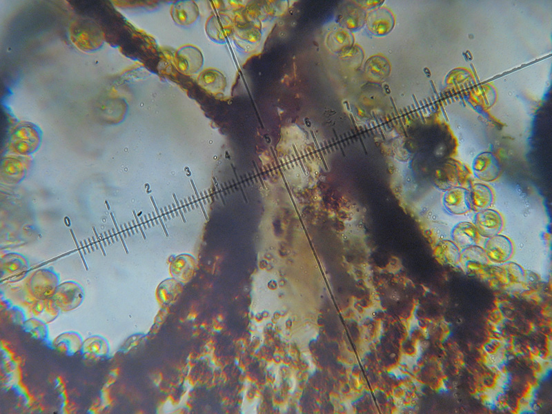 Cribraria (intricata)